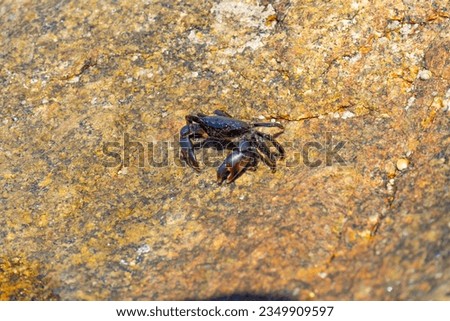 Crab walking on a rock