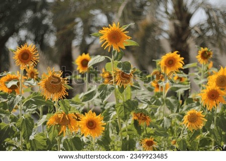 natural yellowish sunflowers background photo