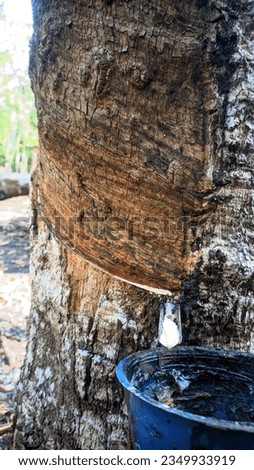 Latex wood in south Sumatera 