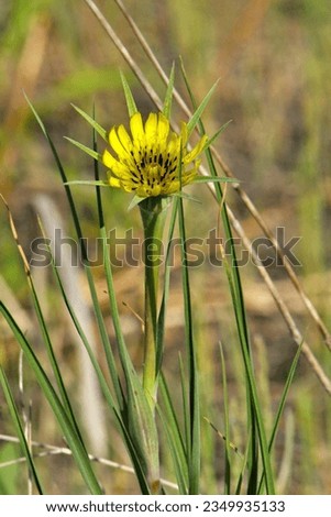 Blooming Common Salsify
(Tragopogon dubius) Royalty-Free Stock Photo #2349935133