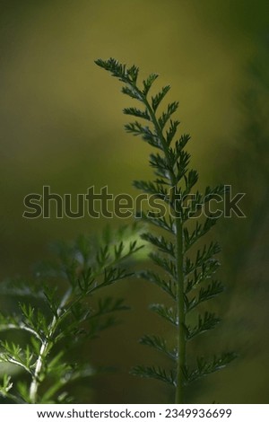Detail of green yarrow leaves Royalty-Free Stock Photo #2349936699