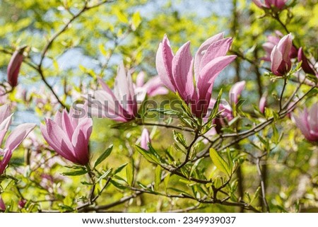 beautiful magnolia bloom against the blue sky close-up