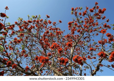 beautiful Flamboyant tree (Royal Poinciana or Delonix regia  ) is a species of flowering plant from the Fabaceae family, Caesalpinioideae subfamilia