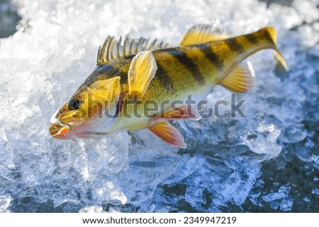 Great day ice fishing catching fish, yellow perch, winter activity, copy space image. Royalty-Free Stock Photo #2349947219