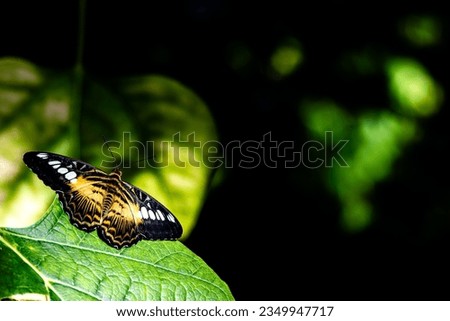 off centered picture of yellow and black butterfly moth with white spots on leaves with black and green background