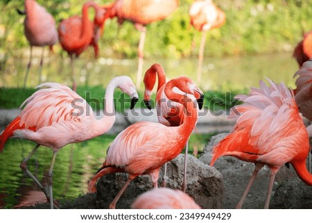 Beautiful American flamingos walking in water with green grasses background. vivid natural background. travel and birds in zoo concept