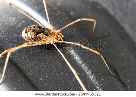 The Opiliones (formerly Phalangida),  harvestmen, harvesters, harvest spiders, or daddy longlegs Royalty-Free Stock Photo #2349955321