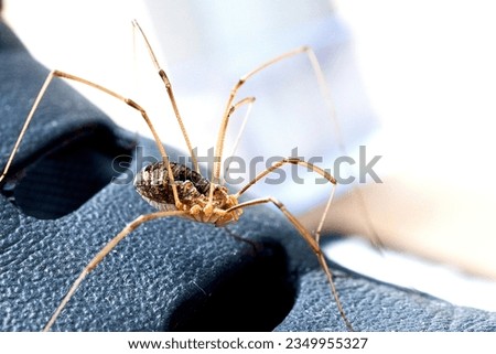 The Opiliones (formerly Phalangida),  harvestmen, harvesters, harvest spiders, or daddy longlegs Royalty-Free Stock Photo #2349955327