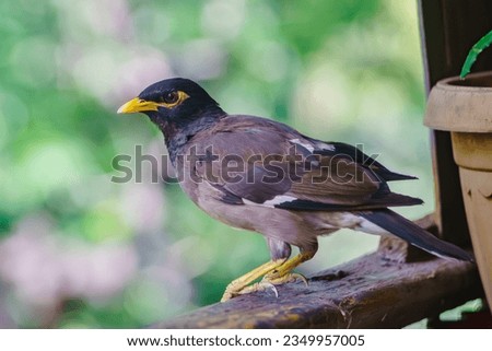 Common Myna flew to visit