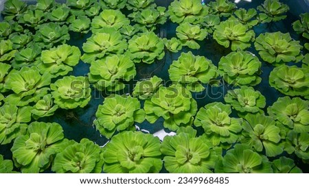Fresh water plant in the tank, known as water lettuce or pistia stratiotes are for sale in the aquarium fish market at Chatuchak in Bangkok, Thailand.