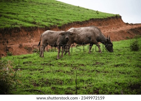 Mammal animal, Thai buffalo in grass field