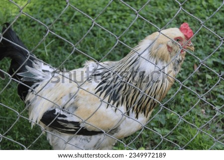 Big Chicken running around on a farm