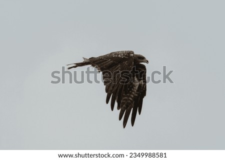black kite is waving its wings, flying in the sky. photo took in Zhuhai city, China.