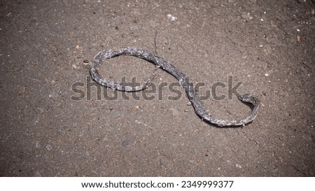 Dead dried snake with shiny scales pattern on asphalt road