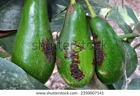 Avocado fruits damaged by Orchid or Anthurium thrips, Chaetanaphothrips orchidii (Thysanoptera: Thripidae) Royalty-Free Stock Photo #2350007141