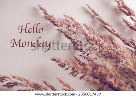 hello Monday text with pampas grass on white background. copy space. selective focus. greeting card. cozy mood. inspirational quote