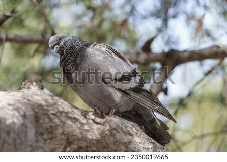 An ordinary pigeon hiding in the shade of a tree on a hot day. Royalty-Free Stock Photo #2350019665