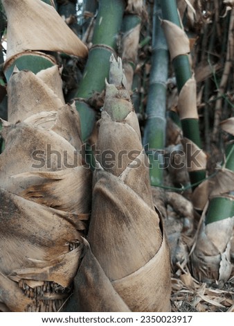 Bamboo shoots that start to grow near the bamboo tree