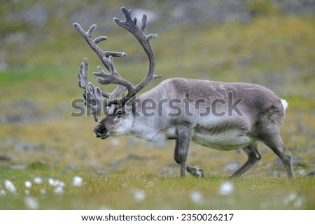 The Svalbard reindeer (Rangifer tarandus platyrhynchus) in summer Royalty-Free Stock Photo #2350026217