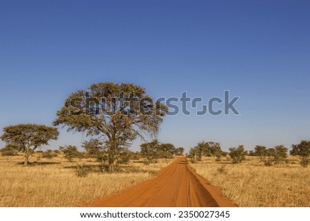 Dirt Road in the Kgalagadi Transfrontier Park, Kalahari 
