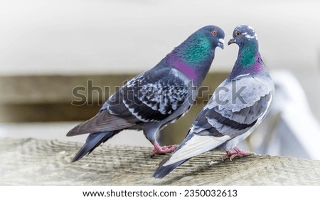 pigeon is the only family in the order Columbiformes