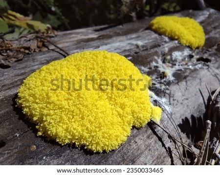 Coyhaique Slime Mold in a Tree Royalty-Free Stock Photo #2350033465