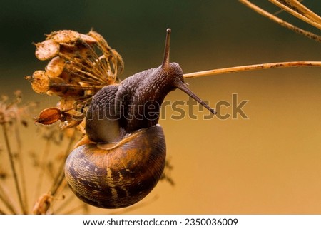 Common Garden Snail (Cornu asperum) on Cow Parsley after a shower of rain Royalty-Free Stock Photo #2350036009