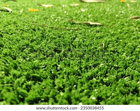 Fresh green grass background, close view macro photo with blurred edges. Natural background wallpaper