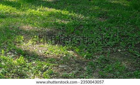 Green grass picture of lawn close, summer grass pattern, green natural background.