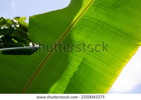 Banana leaf photo seen from below