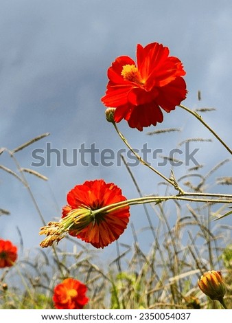 Flowering field of wild red daisies