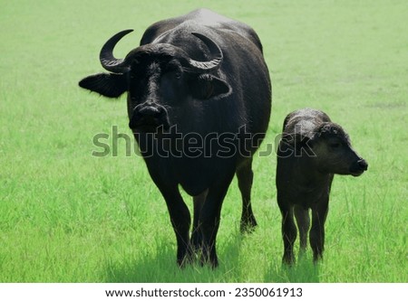 Beautiful mom and newborn water buffalo calf Royalty-Free Stock Photo #2350061913