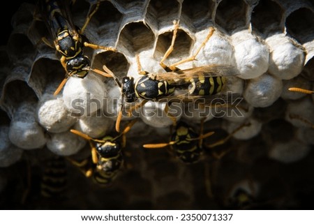 wasp is any insect of the narrow-waisted suborder Apocrita of the order Hymenoptera which is neither a bee nor an ant Royalty-Free Stock Photo #2350071337
