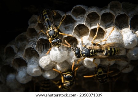wasp is any insect of the narrow-waisted suborder Apocrita of the order Hymenoptera which is neither a bee nor an ant Royalty-Free Stock Photo #2350071339