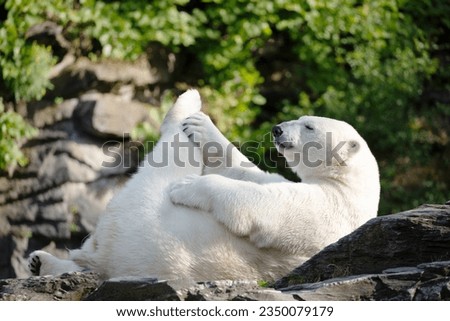 Funny white polar bear sitting in funny pose and playing in Berlin zoo. Nature animal background. protection wild animals and global warming concept Royalty-Free Stock Photo #2350079179