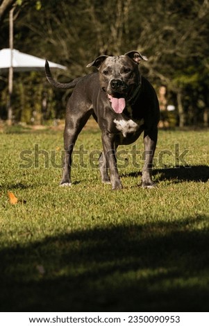 Beautiful Pit bull dog with blue nose playing in the grassy garden with his ball. Sunny day. Nature.