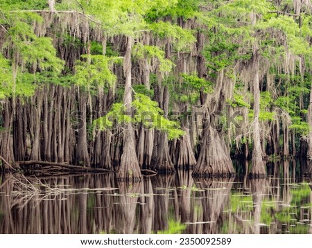 Sunny view of many bald cypress in Caddo Lake State Park at Texas