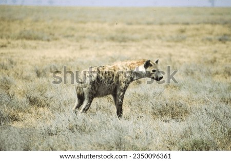 Spotted Hyena form sizeable groups in open areas like the plains of the Serengeti National Park.  They are the most commonly seen predator even more than lions.