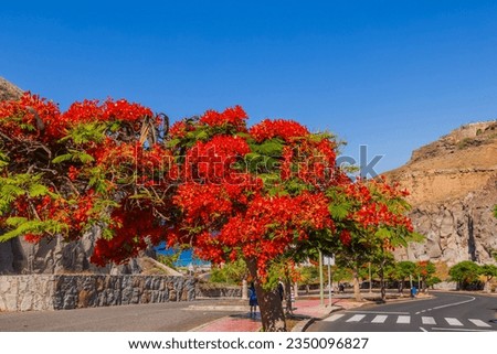 View of highway with tropical bright flame trees in Canary Islands in Spain.