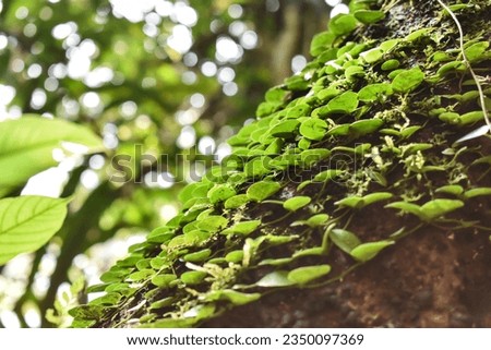 Pyrrosia piloselloides or Pokok Duit-duit in Malay also known as the Dragon's Scale fern, is a parasitic plant from the PAKIS family and lives on tree trunks.