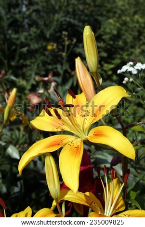 macro yellow lily flowers in the spring garden on green background