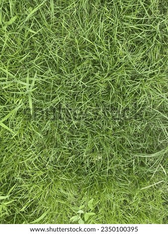 Field grass has strong vitality and accounts for most of the grass used in Korea.
