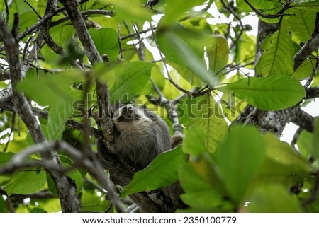 The sloth sleeping high in the tree.