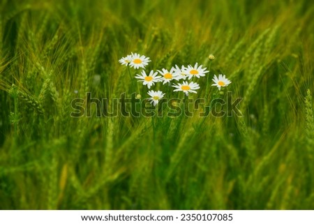 Chamomile herb in wheat field. Stock Image 