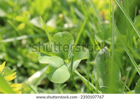 A four leaf clover in a field of grass.