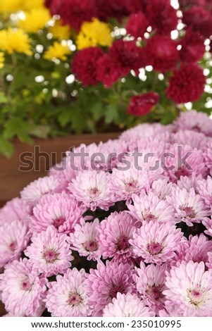 Chrysanthemum flowers background