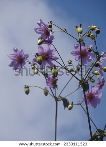 creative layout of purple and blue flowers,  nature concep