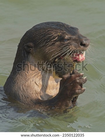 A Smooth Coated Otter Enjoying its catch. Otters are great hunters for fish.        