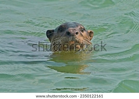Smooth Coated Otter in the Sea