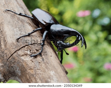 Siamese Rhinoceros Beetle close up picture